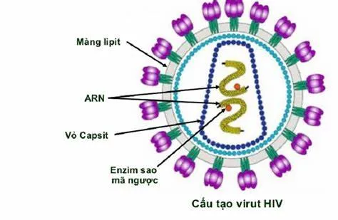 HIV là viết tắt của cụm từ gì?