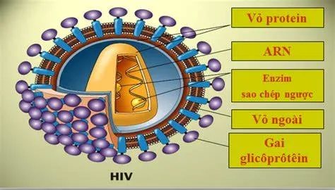 HIV tấn công hệ miễn dịch như thế nào?