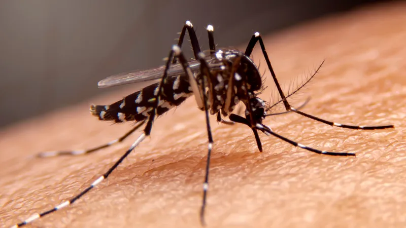 Khoa học đã chứng minh: Muỗi không phải là tác nhân lây truyền HIV